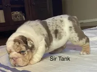Sir Tank, a male English Bulldog for sale in Skiatook, OK – Photo 7 of 7