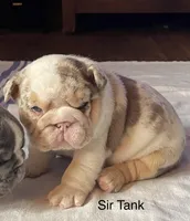 Sir Tank, a male English Bulldog for sale in Skiatook, OK – Photo 3 of 7