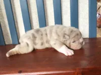 Mr.Dozer, a male English Bulldog for sale in Skiatook, OK – Photo 7 of 7