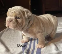 Mr.Dozer, a male English Bulldog for sale in Skiatook, OK – Photo 1 of 7