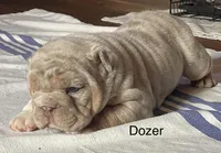 Mr.Dozer, a male English Bulldog for sale in Skiatook, OK – Photo 3 of 7