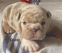 Mr.Dozer, a male English Bulldog for sale in Skiatook, OK – Photo 2 of 7
