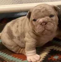 Mr.Dozer, a male English Bulldog for sale in Skiatook, OK – Photo 5 of 7