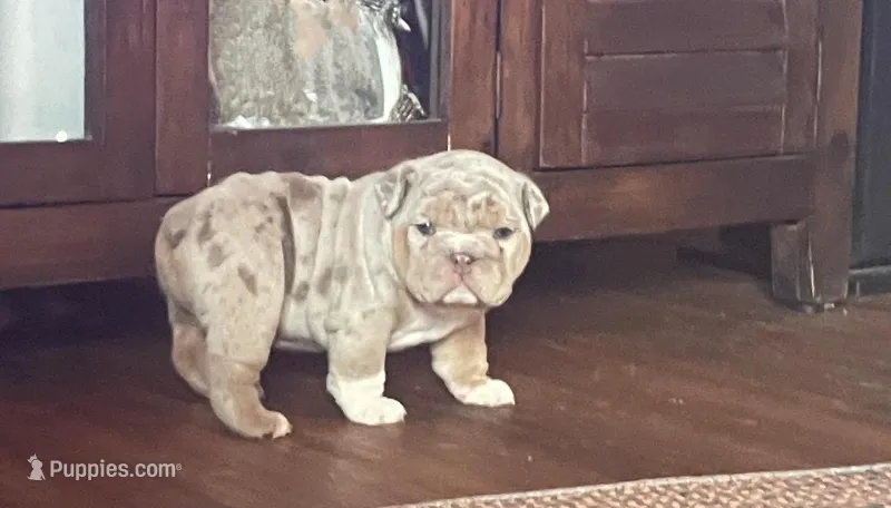 Mr.Dozer – English Bulldog puppy on hold in Skiatook, OK