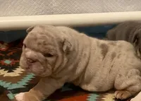 Mr.Dozer, a male English Bulldog for sale in Skiatook, OK – Photo 6 of 7