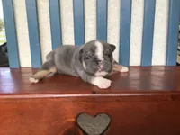 Ms.Taylor, a female English Bulldog for sale in Skiatook, OK – Photo 5 of 5