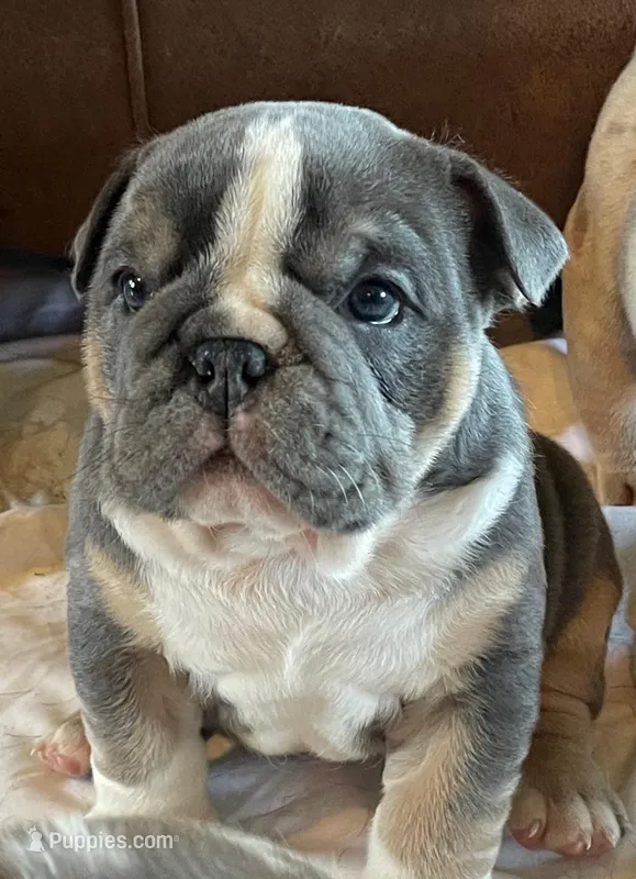 Ms.Taylor – English Bulldog puppy for sale in Skiatook, OK
