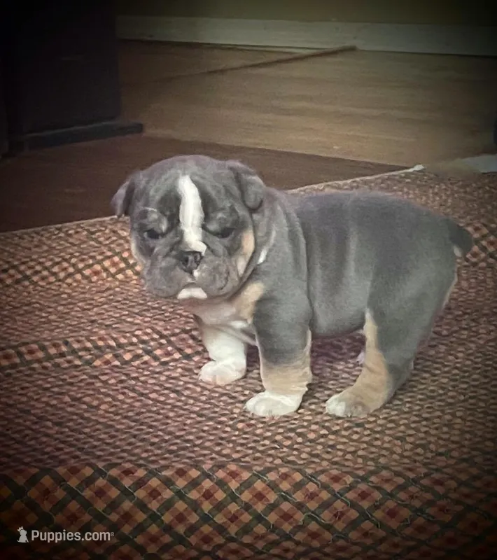 Ms.Taylor – English Bulldog puppy for sale in Skiatook, OK