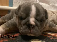 Ms.Taylor, a female English Bulldog for sale in Skiatook, OK – Photo 2 of 5