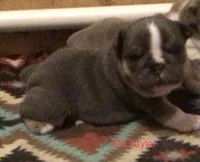 Ms.Taylor, a female English Bulldog for sale in Skiatook, OK – Photo 3 of 5