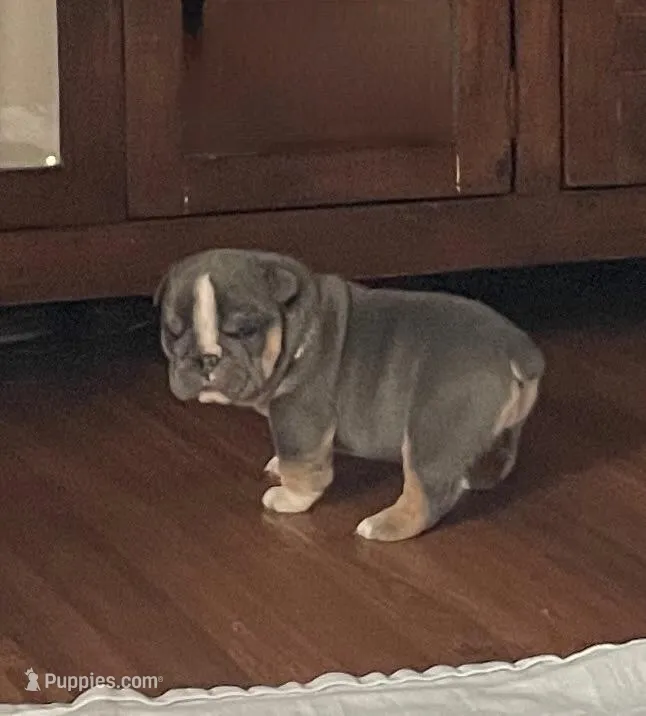 Ms.Taylor – English Bulldog puppy for sale in Skiatook, OK