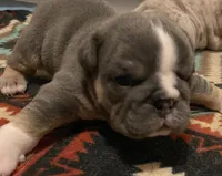 Ms.Taylor, a female English Bulldog for sale in Skiatook, OK – Photo 4 of 5