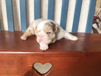 Ms.Daisy , a female English Bulldog for sale in Skiatook, OK – Photo 6 of 7