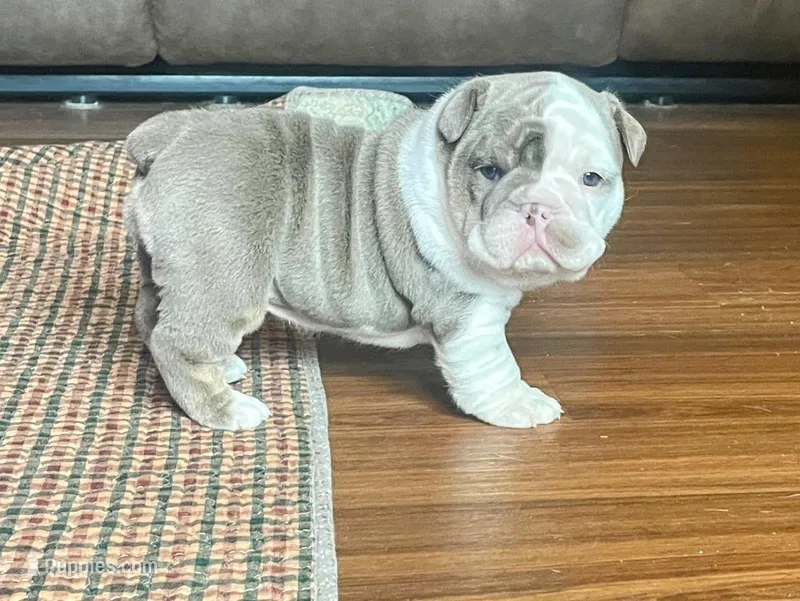 Ms.Daisy  – English Bulldog puppy for sale in Skiatook, OK