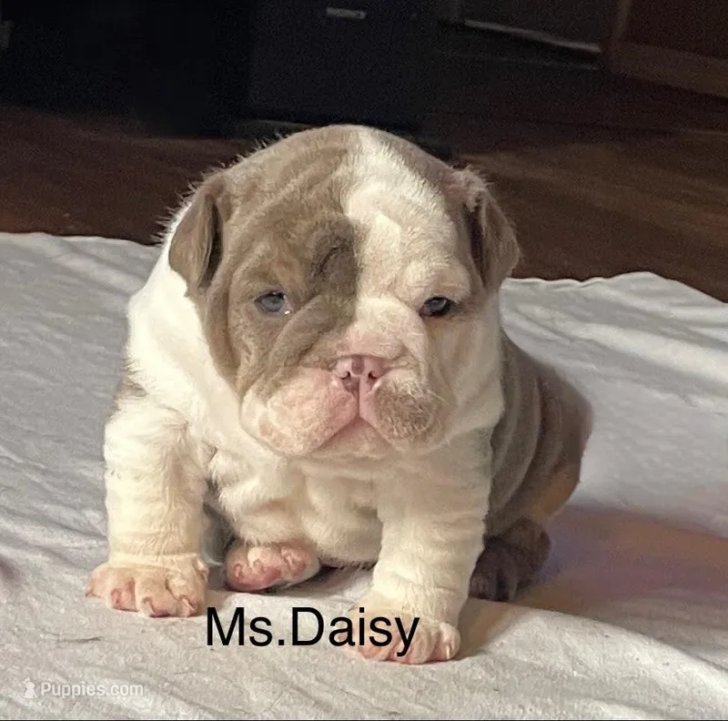 Ms.Daisy  – English Bulldog puppy for sale in Skiatook, OK