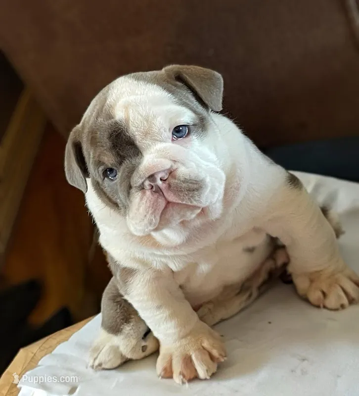 Ms.Daisy  – English Bulldog puppy for sale in Skiatook, OK