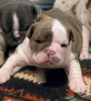 Ms.Daisy , a female English Bulldog for sale in Skiatook, OK – Photo 3 of 7