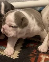 Ms.Daisy , a female English Bulldog for sale in Skiatook, OK – Photo 5 of 7