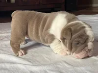 Ms.Daisy , a female English Bulldog for sale in Skiatook, OK – Photo 2 of 7