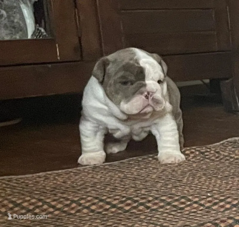 Ms.Daisy  – English Bulldog puppy for sale in Skiatook, OK