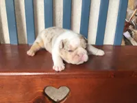 Ms.Daisy , a female English Bulldog for sale in Skiatook, OK – Photo 7 of 7