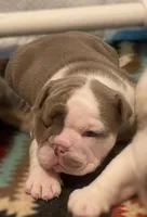 Ms.Daisy , a female English Bulldog for sale in Skiatook, OK – Photo 4 of 7