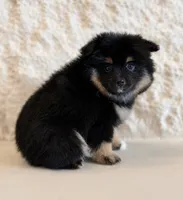 Olive , a female Pomeranian for sale in Weatherford, TX – 2 of 4