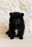 Leo, a male Pomeranian for sale in Weatherford, TX – 4 of 5