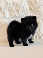 Leo, a male Pomeranian for sale in Weatherford, TX – 2 of 5