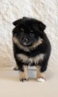 Olive , a female Pomeranian for sale in Weatherford, TX – 3 of 4