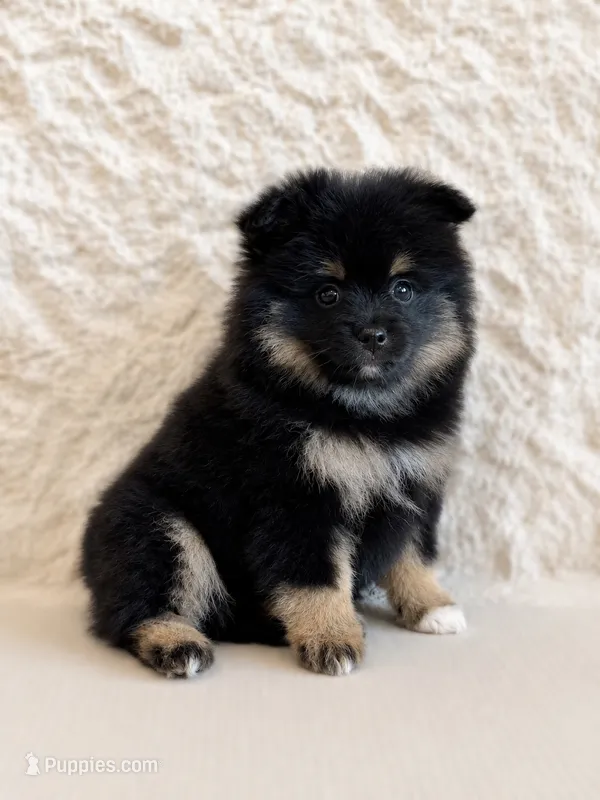 Olive  – Pomeranian puppy for sale in Weatherford, TX
