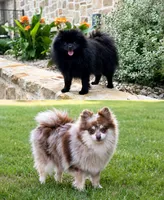 Leo, a male Pomeranian for sale in Weatherford, TX – 5 of 5