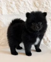 Leo, a male Pomeranian for sale in Weatherford, TX – 1 of 5