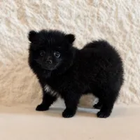 Leo, a male Pomeranian for sale in Weatherford, TX – 3 of 5
