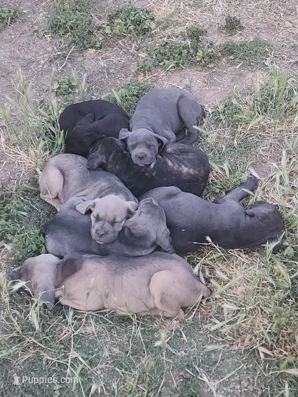 Blackie – Cane Corso puppy for sale in Corona, CA
