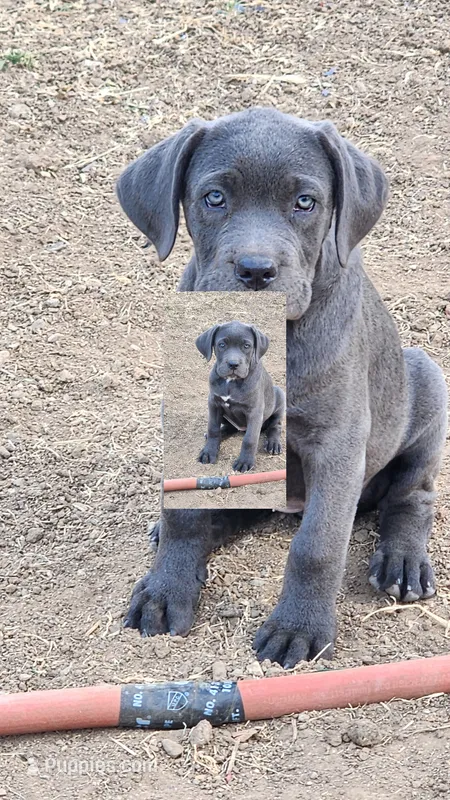 Grey – Cane Corso puppy for sale in Corona, CA