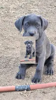 Grey, a female Cane Corso for sale in Corona, CA – 1 of 1