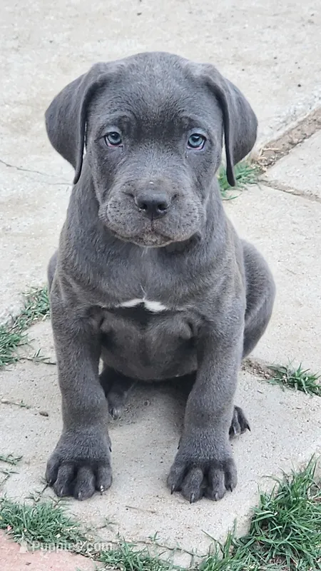 Blue  – Cane Corso puppy for sale in Corona, CA