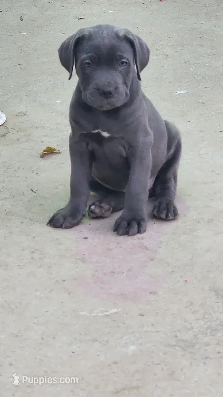 Lil – Cane Corso puppy for sale in Corona, CA