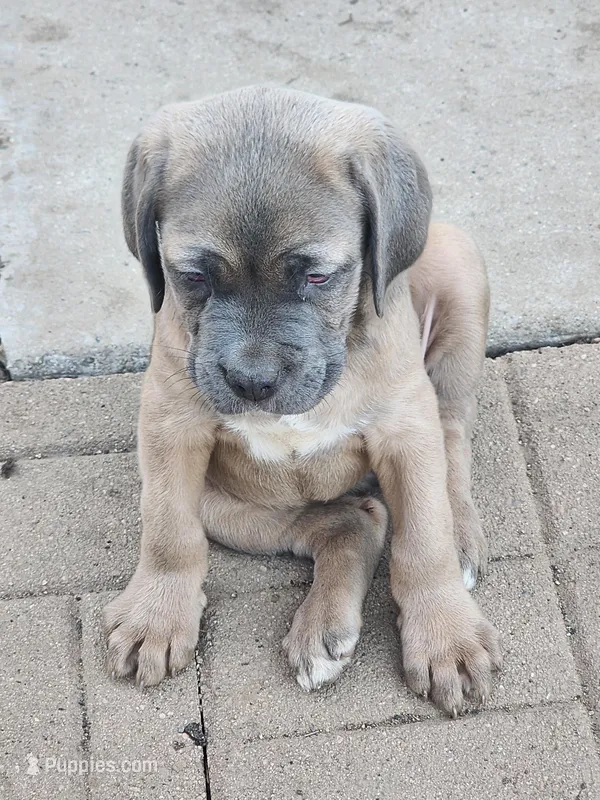Brown – Cane Corso puppy for sale in Corona, CA