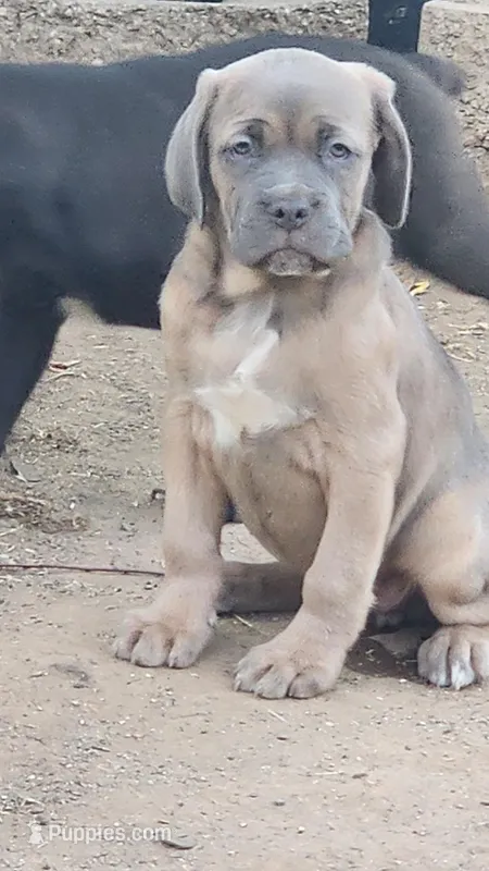 Brown – Cane Corso puppy for sale in Corona, CA