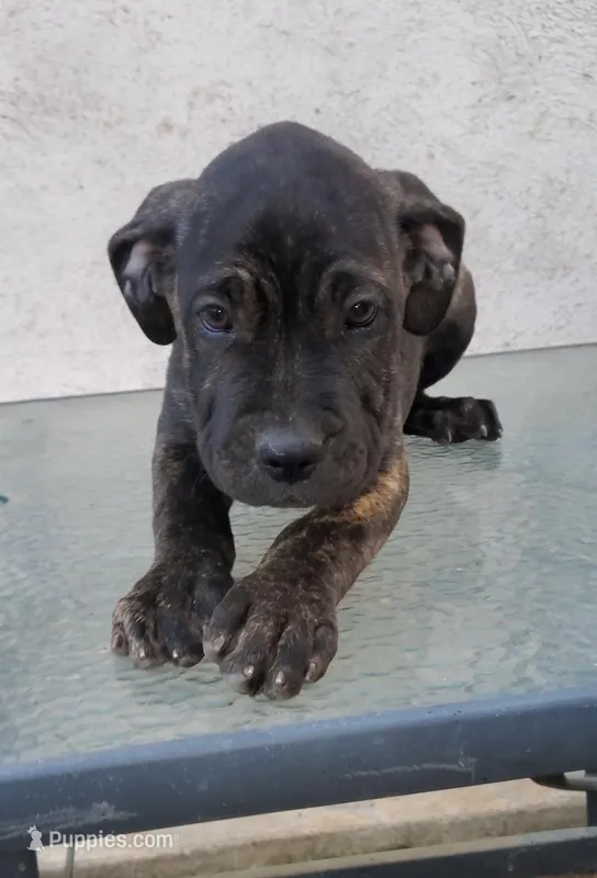 Bear – Cane Corso puppy for sale in Corona, CA