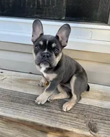 Nala, a female French Bulldog for sale in Wentzville, MO – Photo 5 of 5