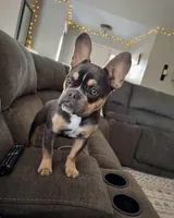 Nala, a female French Bulldog for sale in Wentzville, MO – Photo 1 of 5