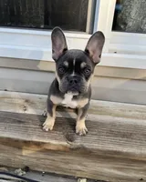 Nala, a female French Bulldog for sale in Wentzville, MO – Photo 4 of 5