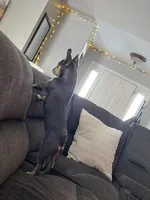 Nala, a female French Bulldog for sale in Wentzville, MO – Photo 2 of 5