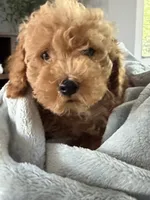 Clyde 🐾, a male Poodle - Toy  for sale in Chicago, IL – 2 of 5