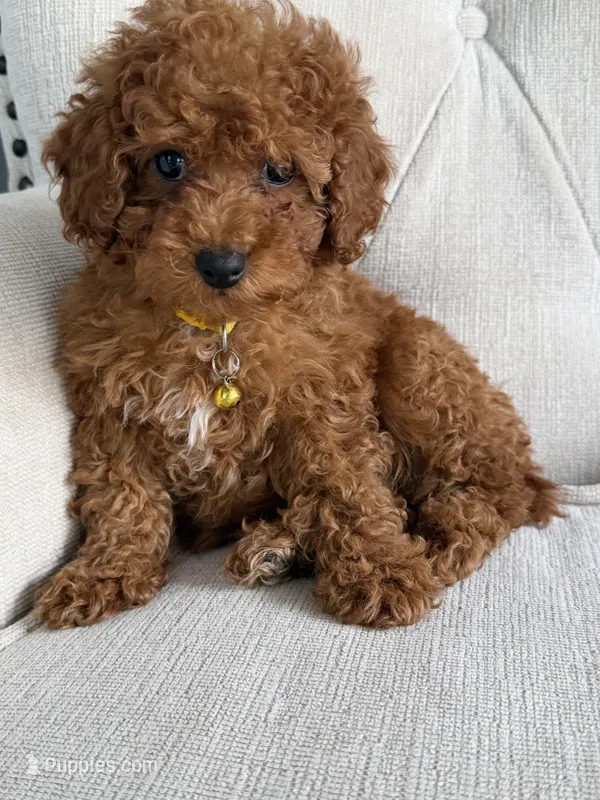 Ginger – Poodle - Toy  puppy for sale in Chicago, IL