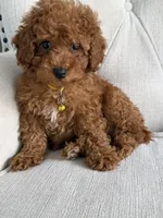 Ginger, a female Poodle - Toy  for sale in Chicago, IL – 1 of 4