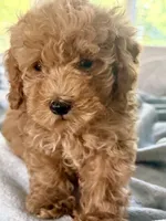 Clyde 🐾, a male Poodle - Toy  for sale in Chicago, IL – 4 of 5